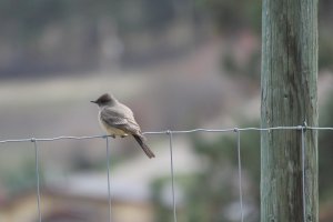 Say's Phoebe