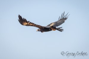 Wedge-tailed Eagle