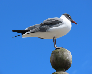 Laughing gull