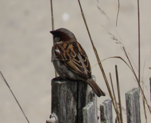 House sparrow