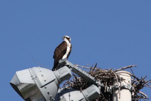 Osprey