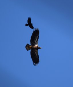 Juvenile bald eagle being dogged by angry crow