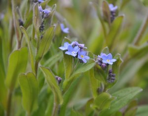 Wood Forget-me-not (I think)