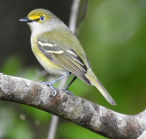 White-eyed Vireo