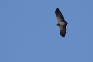 Black-chested Buzzard-Eagle