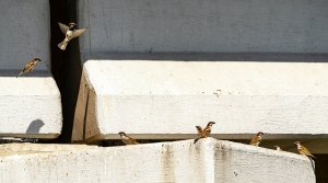 House Sparrows (males).jpg