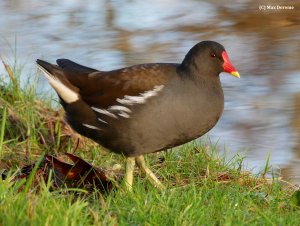 Moorhen by the water