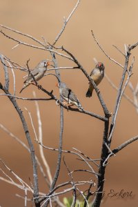 Zebra Finches