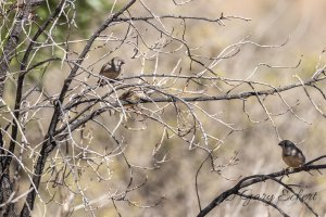 Zebra Finches