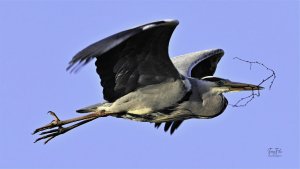 Blue Heron