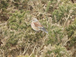 linnet