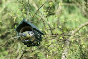 Blue tit