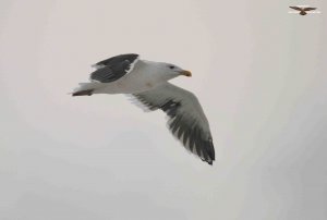 Great Black-backed Gull 8230.jpg