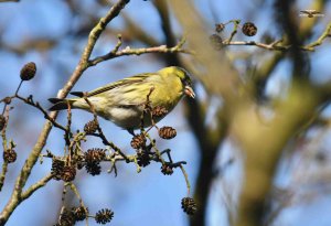 Siskin 0718.jpg