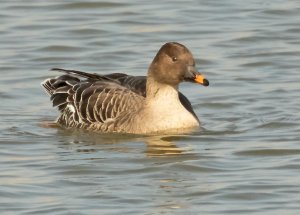 Bean Goose