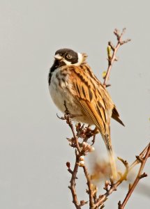 Reed Bunting