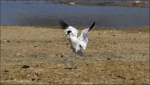 Avocet coming into Land.