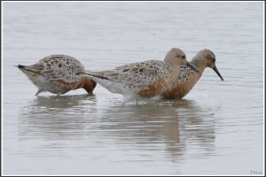 Red Knot