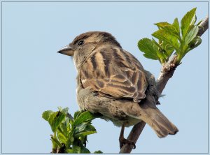 House Sparrow