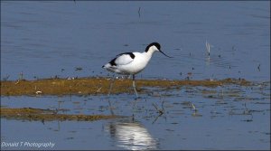 Avocet