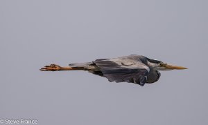 A Heron in Flight.jpg