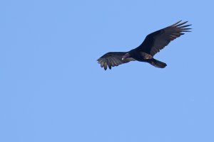 Turkey Vulture