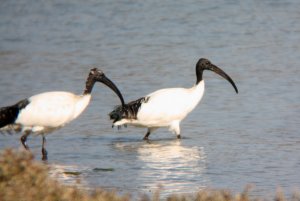 154- Threskiornis aethiopicus Sacred Ibis- 16 octobre 2015.jpg