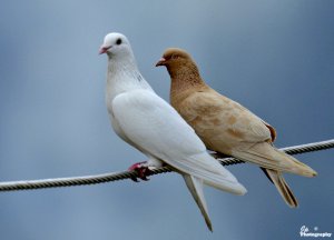 Feral Pigeon Pair