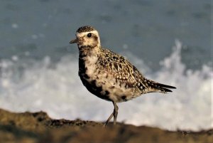 Pacific Golden Plover-2020-08-21