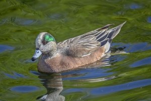 American wigeon