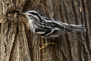 Black and white warbler_012921_HF.jpg