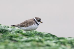 Semipalmated Plover