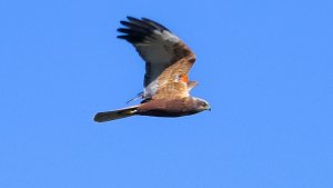 marsh harrier