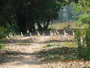 Caution: Cattle (Egret) Crossing