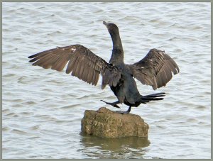 Waltzing Cormorant     SF!