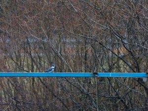 Belted kingfisher (male)