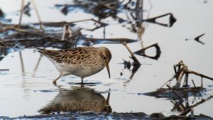 Pectoral Sandpiper