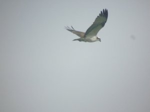 Osprey at Lyndon Center