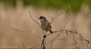 Whitethroat