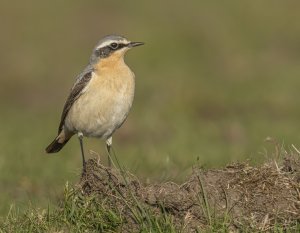 Female Northern Wheatear