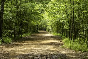 Lick Creek Park (bottomlands).jpg