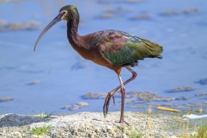 White-faced ibis