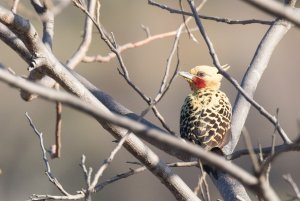 Ochre-backed Woodpecker