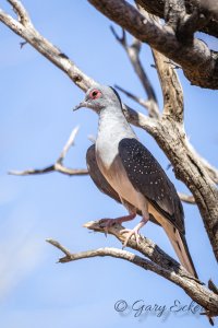 Diamond Dove