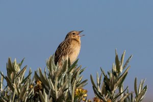 Paramo pipit