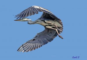 Gray heron