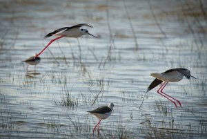 Common Stilt