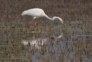 Great egret