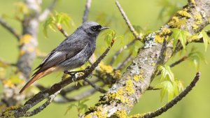 black redstart