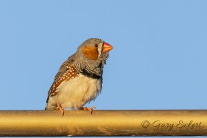 Zebra Finch